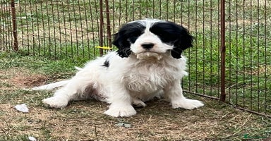 Cavapoo dogs - Advert 8