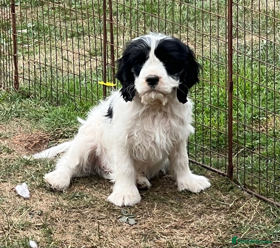 Cavapoo dogs for sale: Super healthy Cavapoo boys.Ready now - Image 3