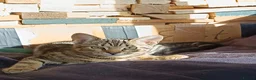 Mixed Breed cats for sale: Ready for a new house - Advert 3