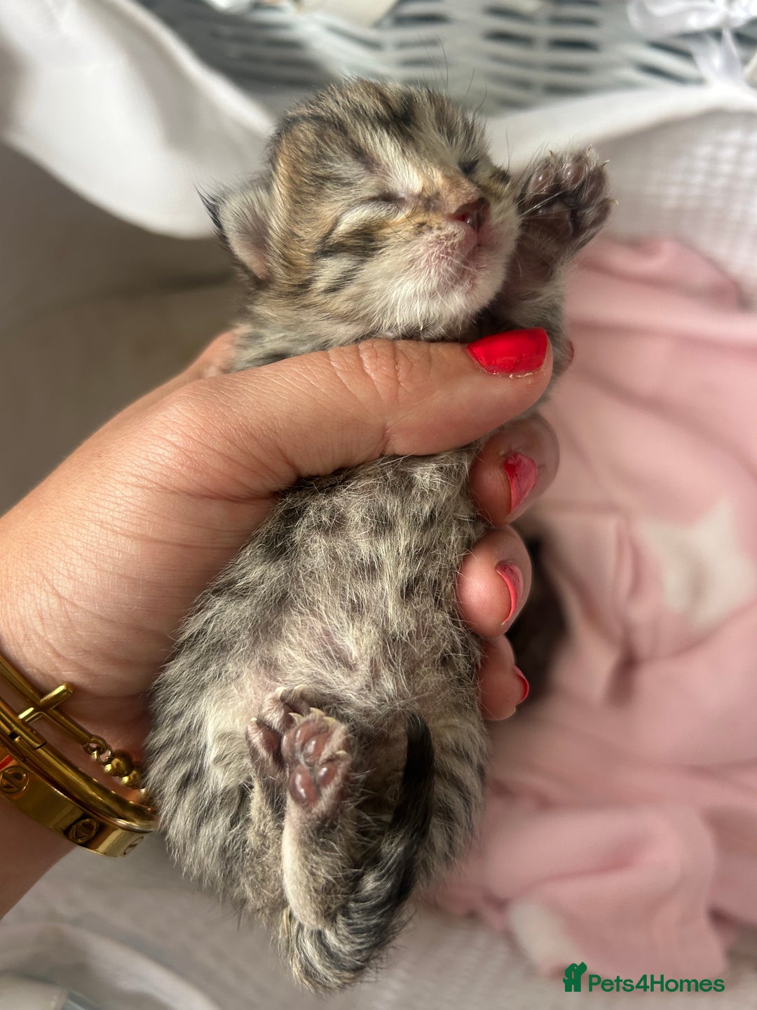 Bengal cats for sale: Manecoon x bengal kittens  - Image 10