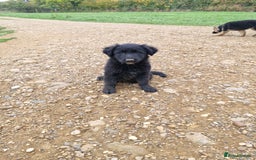 Mixed Breed dogs for sale: Shollie pup - Image 3