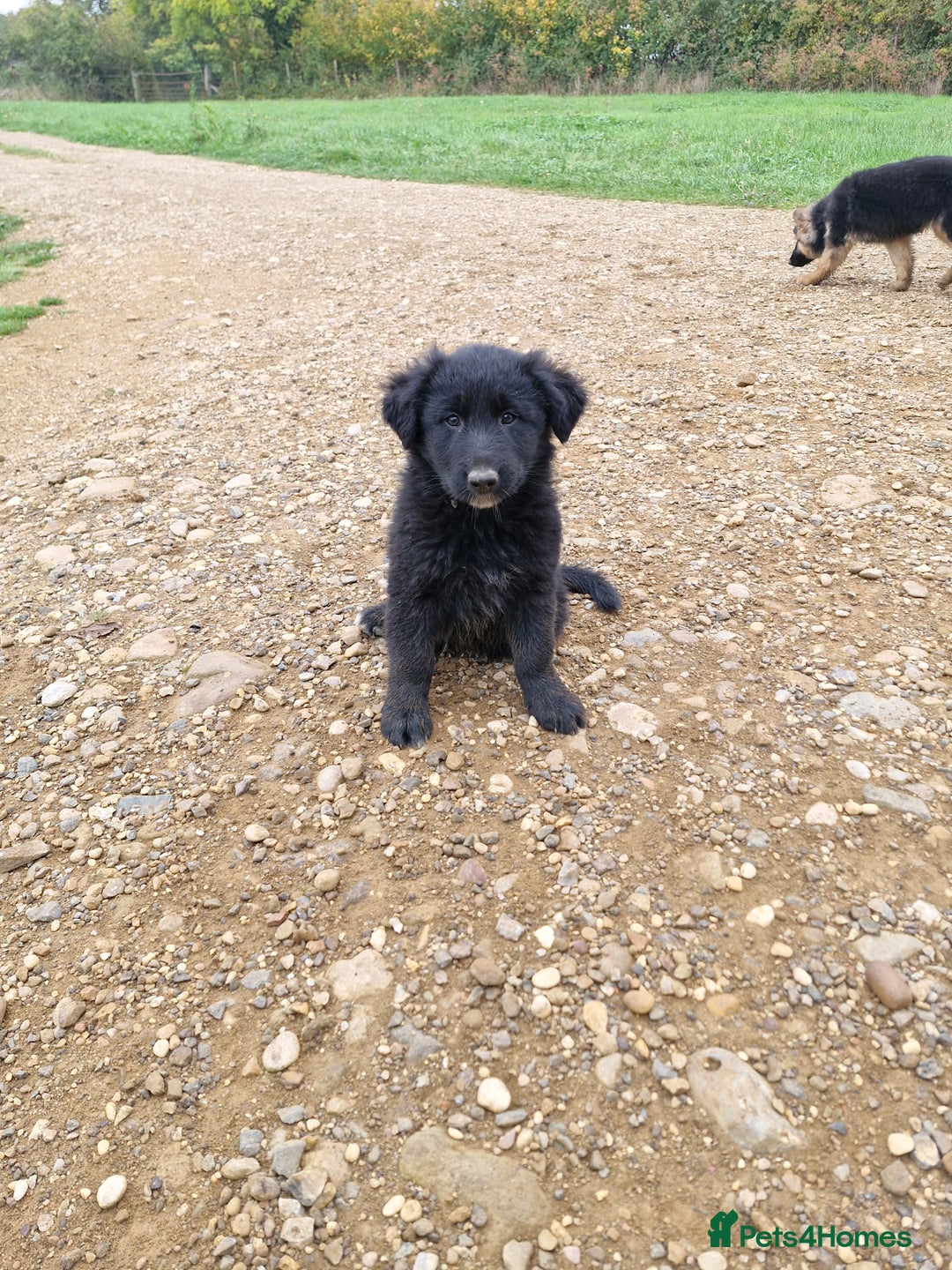 Mixed Breed dogs for sale: Shollie pup - Image 3