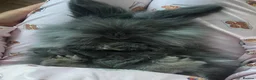 Mini Lion Lop rabbits for sale: Mini lion lop rabbit in Warrington - Advert 3
