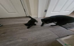 Mixed Breed cats for sale: Kittens  - Image 7