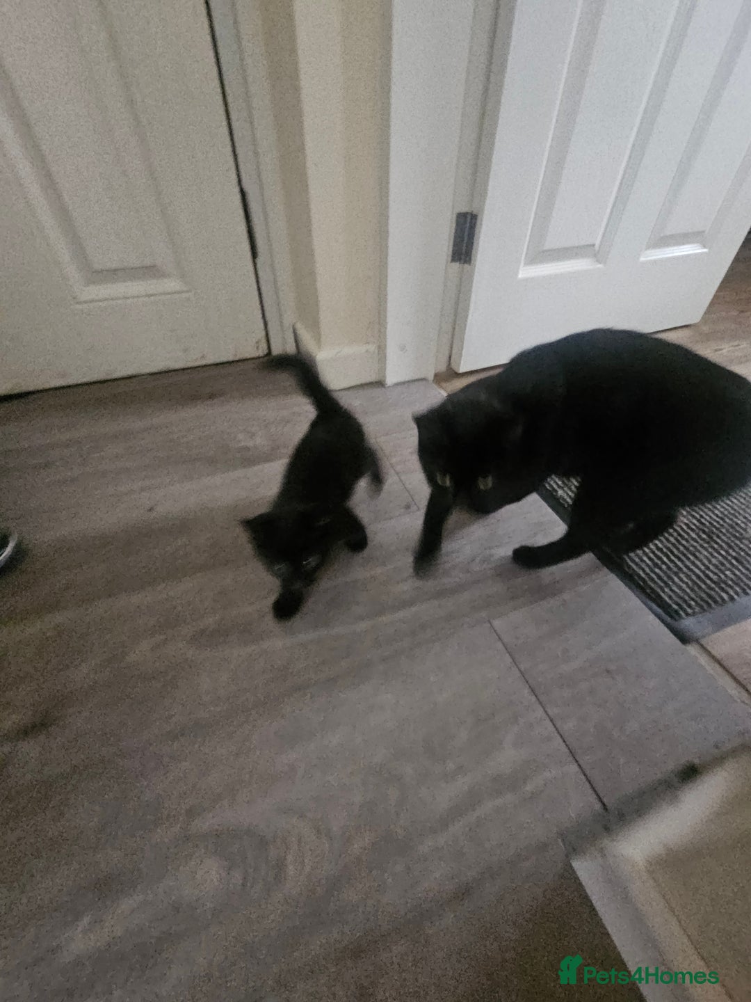Mixed Breed cats for sale: Kittens  - Image 7