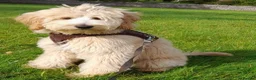 Labradoodle dogs for sale: Stunning Doodles Mini\Small Medium Apricot Girl - Advert 4