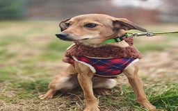 Mixed Breed dogs for adoption: 💖🐶 KRISTY 🐶💖 - Image 9