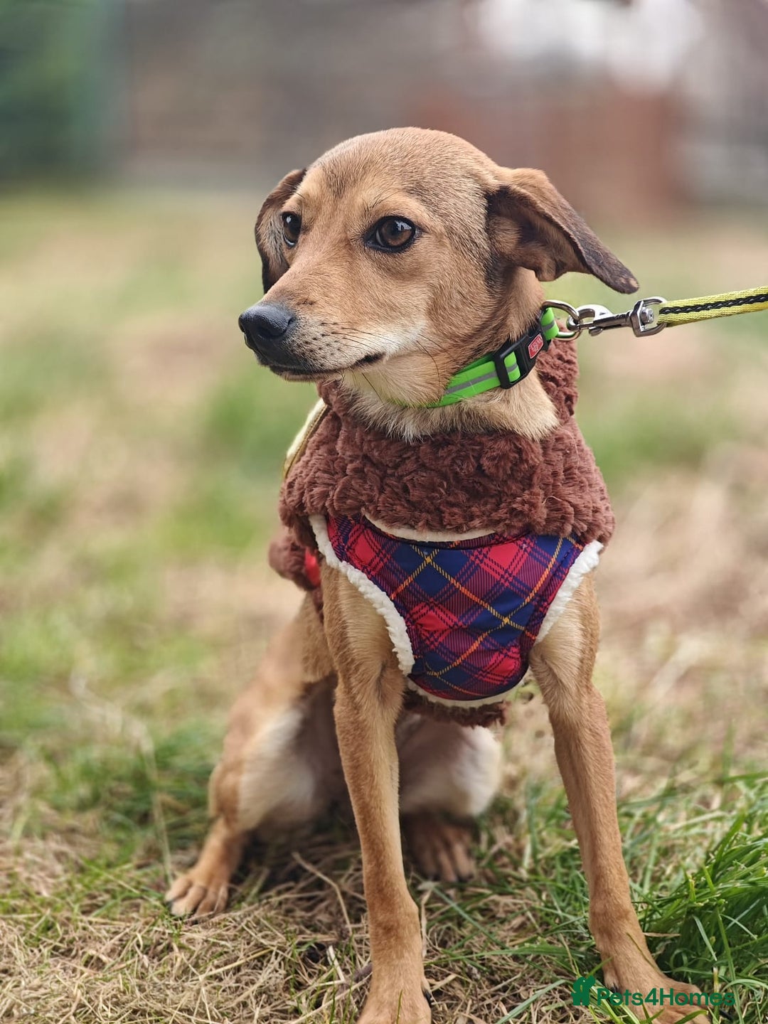 Mixed Breed dogs for adoption: 💖🐶 KRISTY 🐶💖 - Image 9