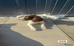 English Springer Spaniel dogs for sale: ✨ Working English Springer Spaniel Puppies ✨ - Image 26