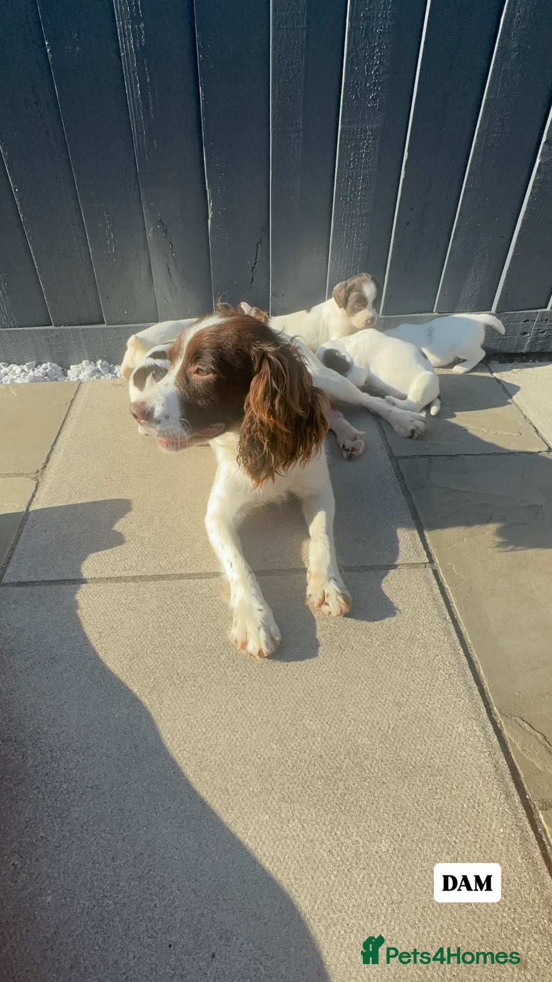 English Springer Spaniel dogs for sale: ✨ Working English Springer Spaniel Puppies ✨ - Image 26