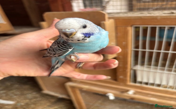 Budgerigars birds in Lincoln - Advert 12