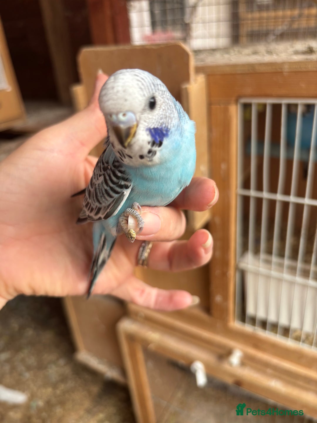 Budgerigars birds for sale: Budgies for sale £15 in Lincoln - Image 1