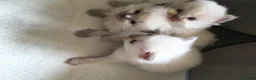 Ragdoll cats for sale: Beautiful Pure Ragdoll kittens - Advert 8