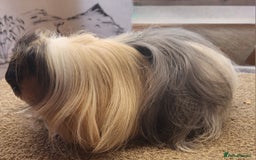 Guinea Pig rodents for sale: Sheltie Boar - Image 1