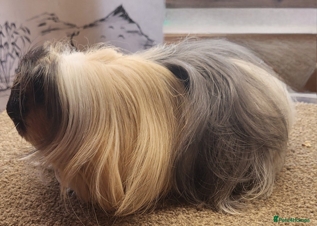 Guinea Pig rodents for sale: Sheltie Boar - Image 1