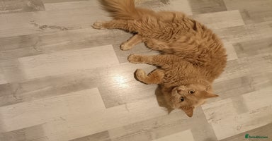 Ragdoll cats in Telford - Advert 5