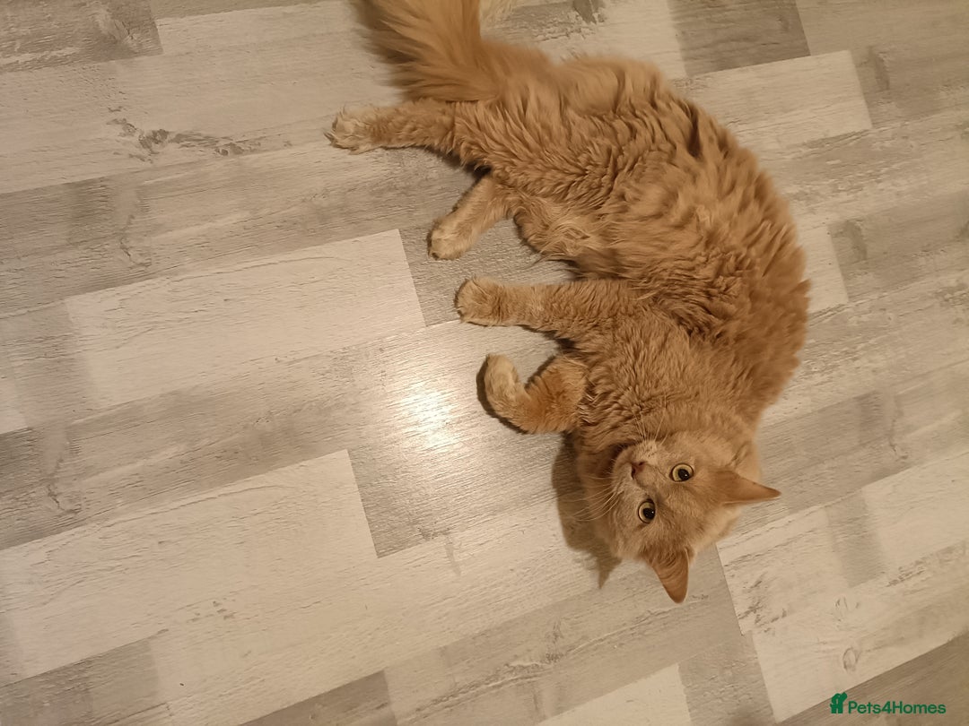 Ragdoll cats for stud: Solid Fawn Ragdoll for stud in Telford - Advert 3