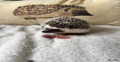Pygmy Hedgehog rodents - Advert 12