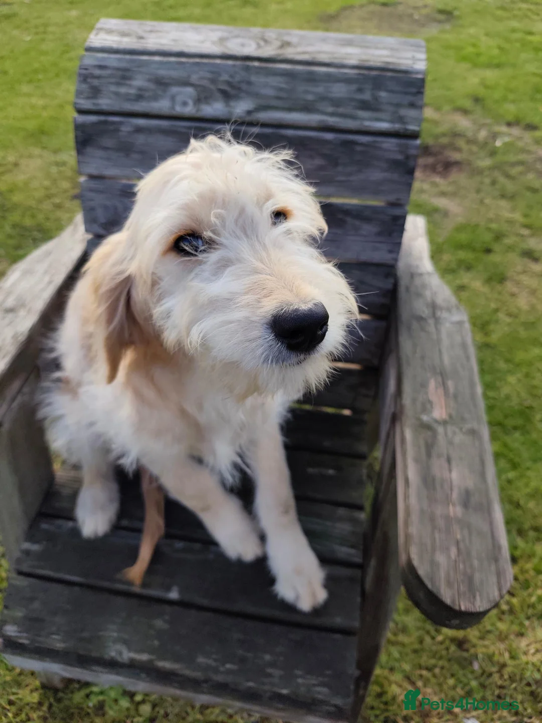 Goldendoodle dogs for sale: Goldendoodle - Advert 4