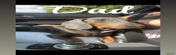 Dachshund dogs for sale: Pure breed dachshund  - Advert 7