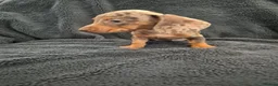 Miniature Dachshund dogs for sale: Miniature Dachshund READY NOW - Advert 25