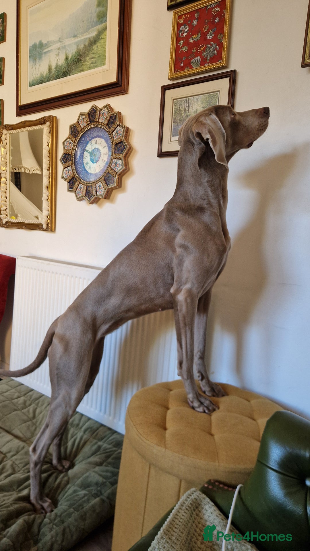Weimaraner dogs for sale: KC Registered Weimaraner puppies - Advert 7