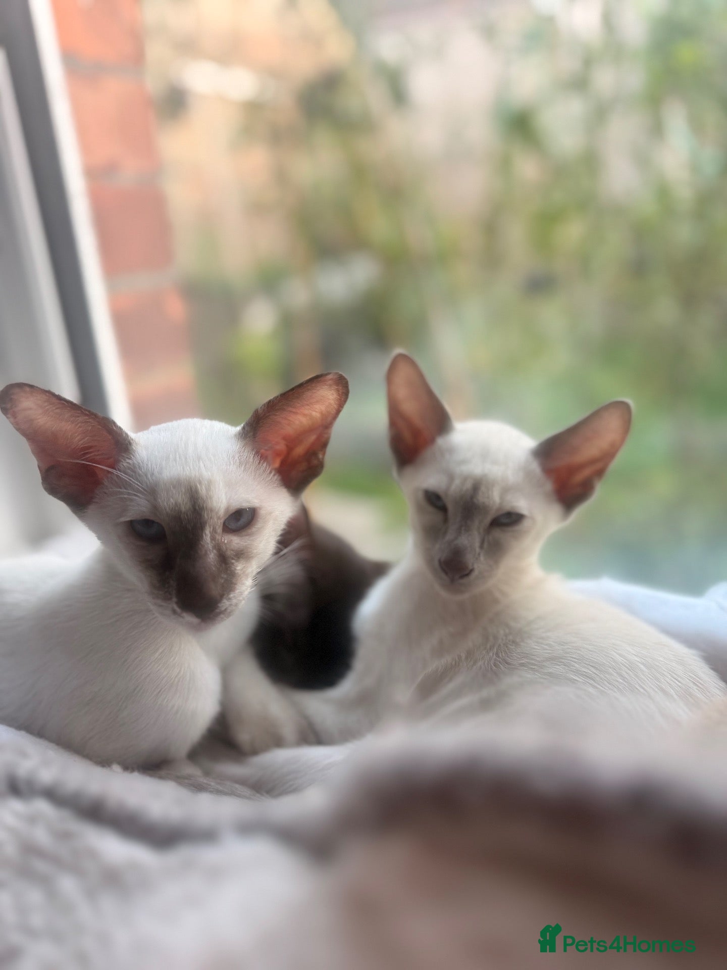 Oriental cats for sale: Beautiful Siamese & Oriental Kittens - 2 girls  - Advert 2