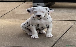 Dalmatian dogs for sale: Tamilanda Dalmatian's - Image 10