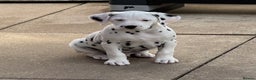 Dalmatian dogs for sale: Tamilanda Dalmatian's - Advert 11
