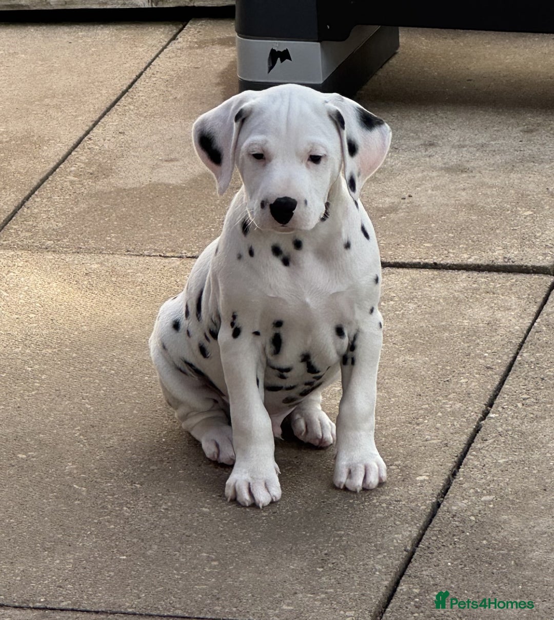 Dalmatian dogs for sale: Tamilanda Dalmatian's - Image 10