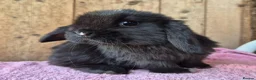 Mini Lop rabbits for sale: Mini lop baby rabbits ready now  - Advert 2