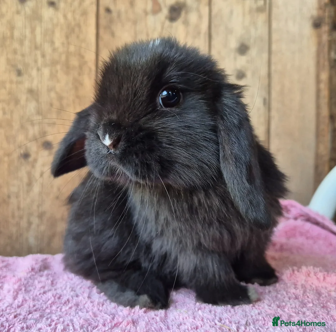 Mini Lop rabbits for sale: Mini lop baby rabbits ready now  - Advert 2