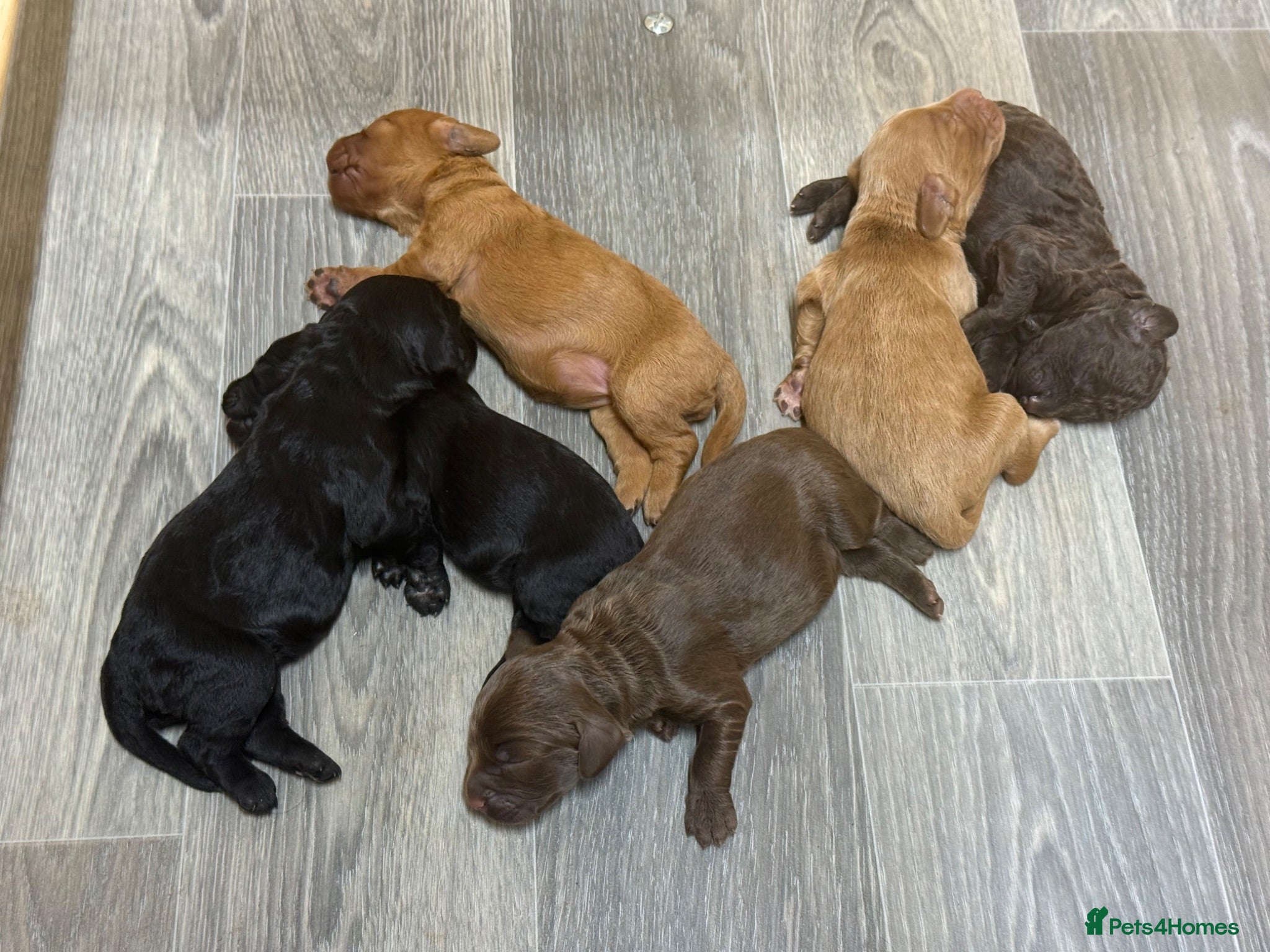 Cockapoo dogs Stunning F2 Cockapoo Puppies   - Advert 1