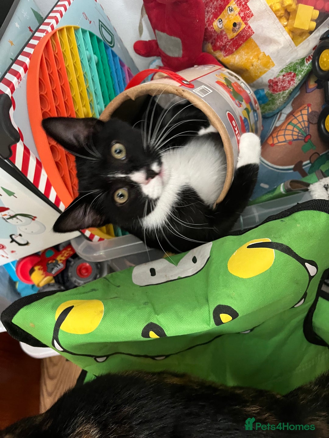 Mixed Breed cats for sale: Black tuxedo cat and female calico  - Advert 1