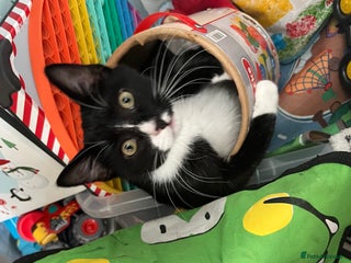 Mixed Breed cats Black tuxedo cat and female calico - Advert 16