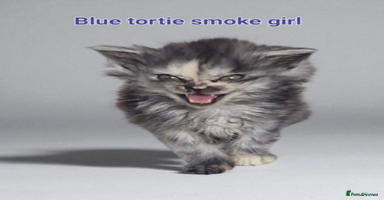Maine Coon cats - Advert 7