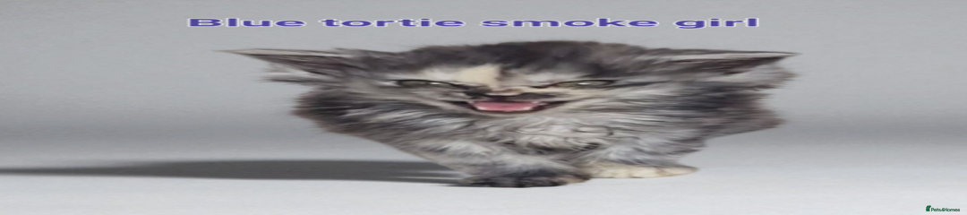 Maine Coon Kitten 3