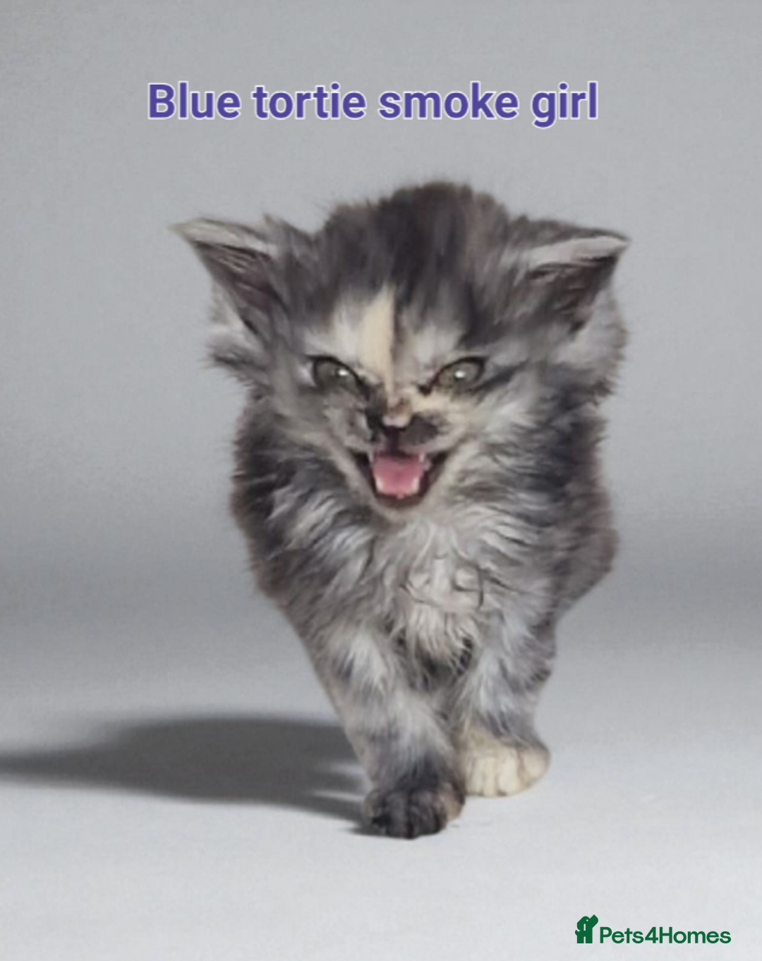 Maine Coon cats for sale: Maine Coon full pedigree kittens  - Image 1
