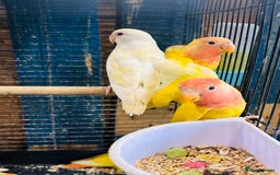 Lovebirds birds for sale: Lutino/pied peach face lovebirds for sale  - Image 3