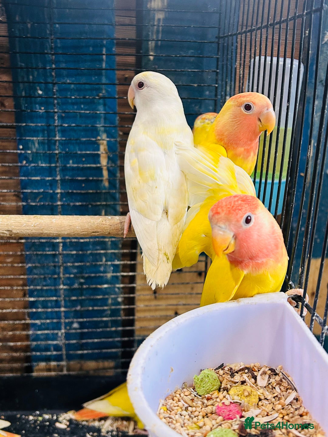 Lovebirds birds for sale: Lutino/pied peach face lovebirds for sale  - Image 3