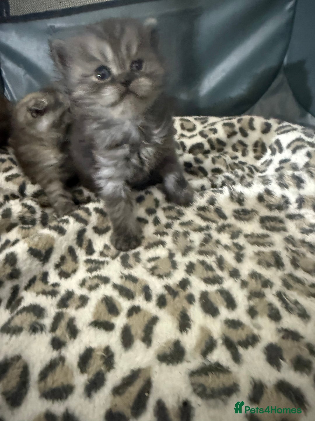 Scottish Fold cats for sale: Stunning Rainbow litter ready for  **   - Advert 21