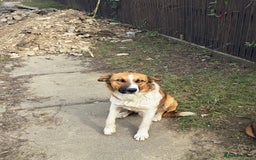 Mixed Breed dogs for adoption: BENNY - a faithful dog for a Loving Home - Image 3