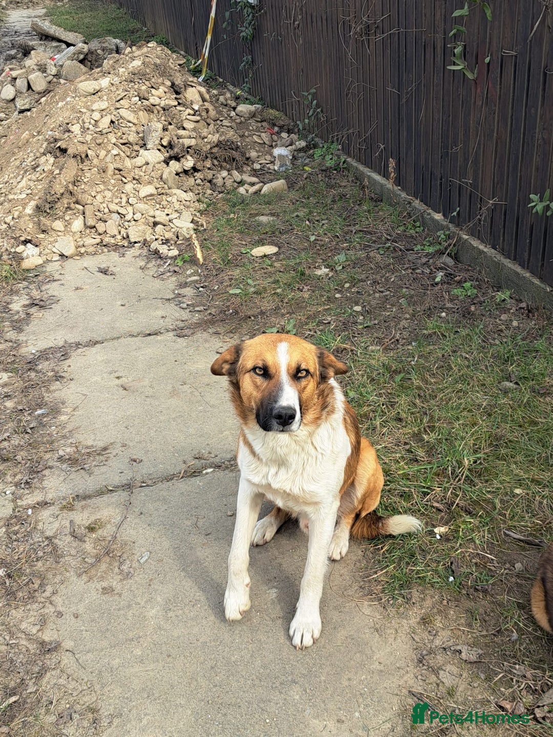 Mixed Breed dogs for adoption: BENNY - a faithful dog for a Loving Home - Image 3