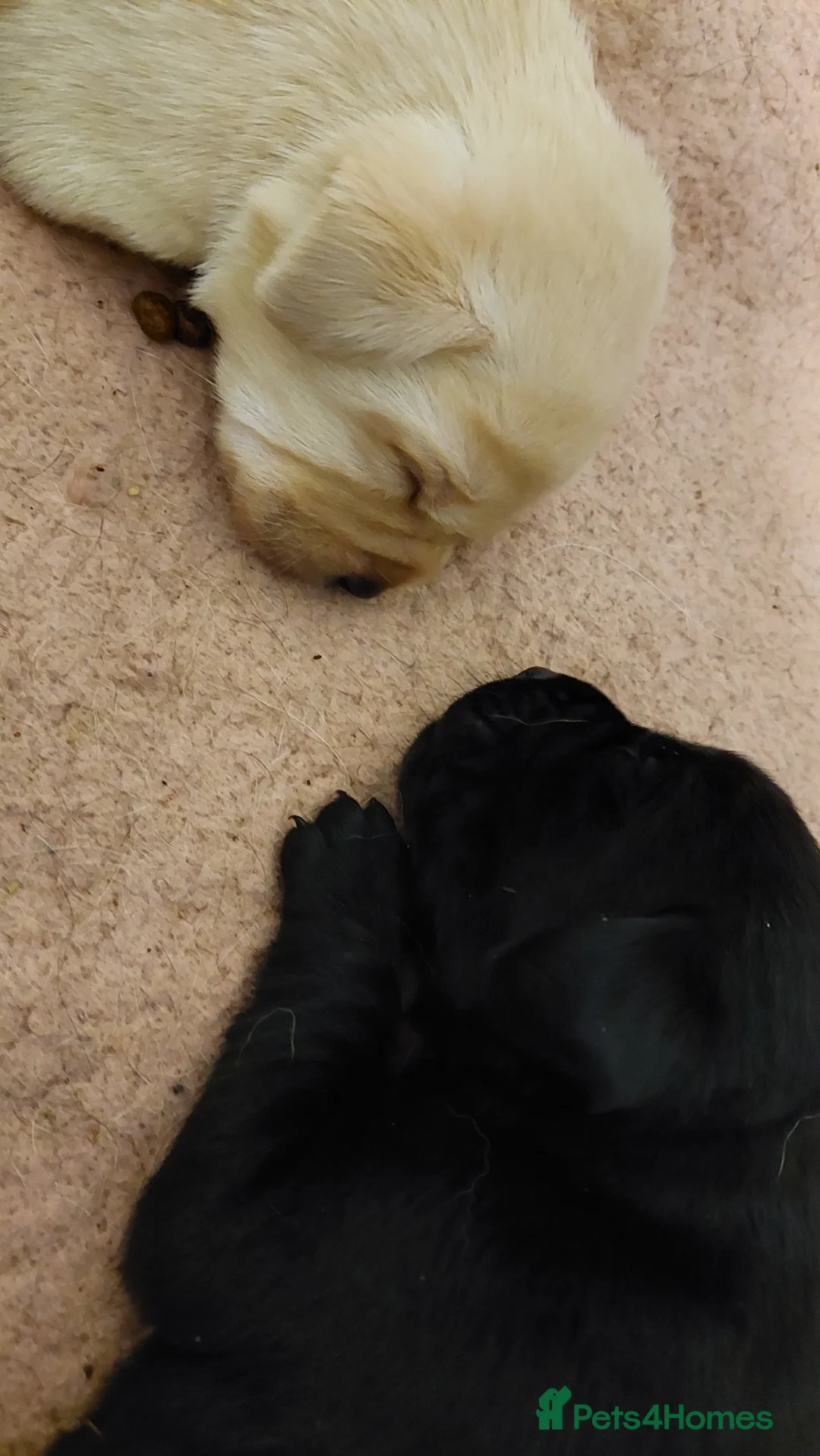 Labrador Retriever dogs for sale: Pedigree labrador puppies for sale  - Advert 9