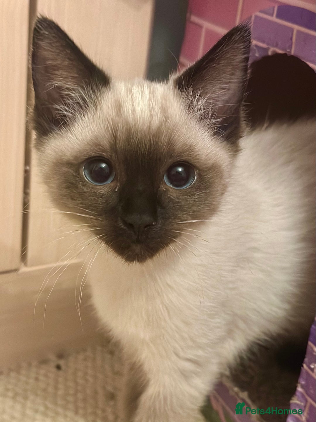 Ragdoll cats for sale: Beautiful female ragdoll baby - Advert 1