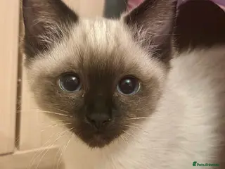 Ragdoll cats Beautiful female ragdoll baby - Advert 5