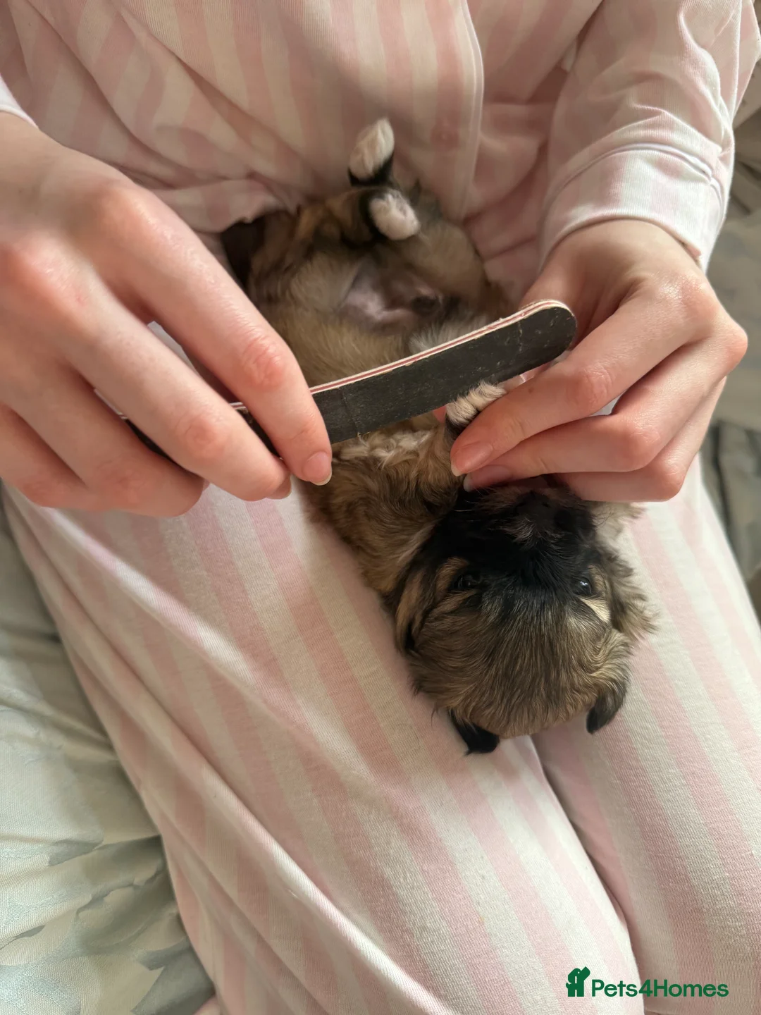 Mixed Breed dogs for sale: Peke'a'tease for sale. - Advert 3