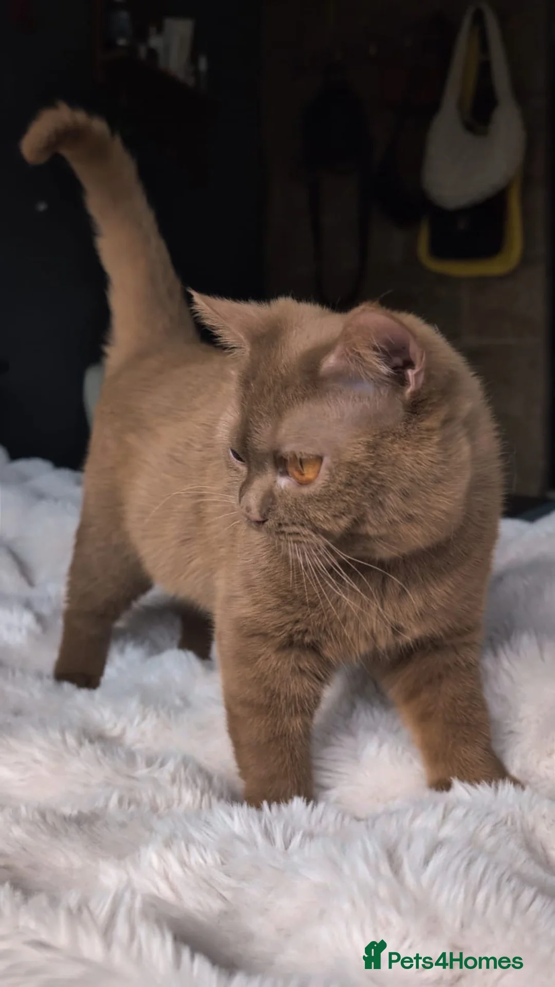 British Shorthair cats for sale: Stunning proven cinnamon stud  - Advert 6
