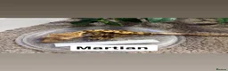Gecko reptiles for sale: Multiple crested geckos for sale  - Advert 3