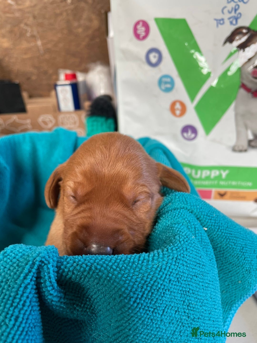 Labrador Retriever dogs for sale: Fox Red Labrador Puppies from Working Parents - Image 10